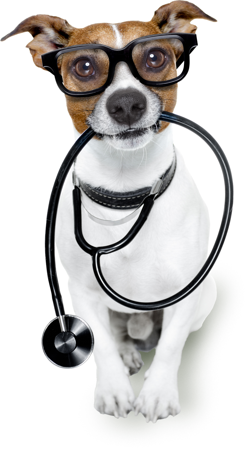 Dog wearing glasses and stethoscope